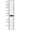 Vomeronasal 1 Receptor 3 (Gene/Pseudogene) antibody, PA5-67668, Invitrogen Antibodies, Western Blot image 