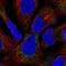 Succinate Dehydrogenase Complex Assembly Factor 1 antibody, HPA064277, Atlas Antibodies, Immunofluorescence image 