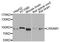 Leucine Rich Repeat And Sterile Alpha Motif Containing 1 antibody, STJ111927, St John