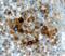 Arylsulfatase A antibody, PA5-47330, Invitrogen Antibodies, Immunohistochemistry frozen image 