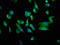 TNF Superfamily Member 12 antibody, LS-C376903, Lifespan Biosciences, Immunofluorescence image 