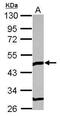 TOM1-like protein 1 antibody, PA5-30348, Invitrogen Antibodies, Western Blot image 