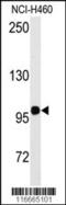 Homeodomain Interacting Protein Kinase 2 antibody, 62-972, ProSci, Western Blot image 