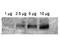 ATP Binding Cassette Subfamily B Member 1 antibody, orb345565, Biorbyt, Western Blot image 
