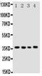 BUB3 Mitotic Checkpoint Protein antibody, PA5-78889, Invitrogen Antibodies, Western Blot image 