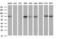 Glutamate-Cysteine Ligase Catalytic Subunit antibody, M01722-1, Boster Biological Technology, Western Blot image 