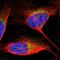 Programmed Cell Death 6 Interacting Protein antibody, PA5-52873, Invitrogen Antibodies, Immunofluorescence image 