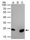 Transcription Factor A, Mitochondrial antibody, GTX112760, GeneTex, Immunoprecipitation image 