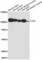 Mitogen-Activated Protein Kinase Kinase Kinase 20 antibody, A14513, ABclonal Technology, Western Blot image 