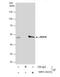 DDX39A antibody, NBP2-16134, Novus Biologicals, Western Blot image 