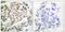 Myocyte Enhancer Factor 2A antibody, LS-C117410, Lifespan Biosciences, Immunohistochemistry frozen image 
