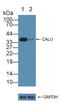 Calumenin antibody, LS-C314843, Lifespan Biosciences, Western Blot image 