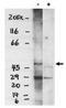 Sphingosine-1-Phosphate Receptor 4 antibody, orb108773, Biorbyt, Western Blot image 