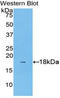 Interleukin 1 Alpha antibody, LS-C294778, Lifespan Biosciences, Western Blot image 