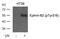 Ephrin B2 antibody, GTX50699, GeneTex, Western Blot image 