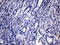 KIT antibody, UM800108CF, Origene, Immunohistochemistry frozen image 
