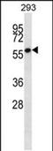 Zinc Finger Protein 697 antibody, PA5-48546, Invitrogen Antibodies, Western Blot image 