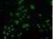 Monoglyceride Lipase antibody, NBP2-00735, Novus Biologicals, Immunocytochemistry image 