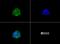 G Protein-Coupled Receptor 119 antibody, NLS548, Novus Biologicals, Immunofluorescence image 