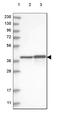 Enoyl-CoA Delta Isomerase 2 antibody, HPA031626, Atlas Antibodies, Western Blot image 