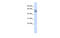 Phosphatidylinositol Glycan Anchor Biosynthesis Class Q antibody, MBS5300314, MyBioSource, Western Blot image 