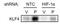 Kruppel Like Factor 4 antibody, NBP1-83940, Novus Biologicals, Western Blot image 