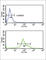 Hydroxysteroid 17-Beta Dehydrogenase 3 antibody, abx034402, Abbexa, Western Blot image 