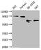 Forkhead Box O3 antibody, CSB-RA008836A0HU, Cusabio, Western Blot image 