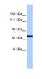 Protocadherin Related 15 antibody, orb325555, Biorbyt, Western Blot image 