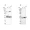 HAUS Augmin Like Complex Subunit 1 antibody, PA5-59239, Invitrogen Antibodies, Western Blot image 