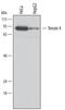 Tensin 4 antibody, MA5-24311, Invitrogen Antibodies, Western Blot image 