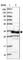 Survival Of Motor Neuron 2, Centromeric antibody, HPA045271, Atlas Antibodies, Western Blot image 