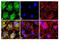 Nuclear Factor Of Activated T Cells 2 antibody, GTX25246, GeneTex, Immunofluorescence image 