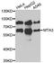 Metastasis Associated 1 Family Member 3 antibody, A05612, Boster Biological Technology, Western Blot image 