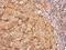 CD36 Molecule antibody, PA5-29589, Invitrogen Antibodies, Immunohistochemistry frozen image 