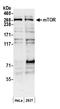Serine/threonine-protein kinase mTOR antibody, A300-504A, Bethyl Labs, Western Blot image 