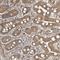 HERV-H LTR-Associating 3 antibody, HPA031323, Atlas Antibodies, Immunohistochemistry frozen image 