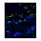 Hair Cortex Cytokeratin  antibody, IQ292, Immuquest, Immunofluorescence image 