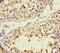 Beta-1,4-Galactosyltransferase 3 antibody, CSB-PA00704A0Rb, Cusabio, Immunohistochemistry frozen image 