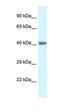 POU Class 4 Homeobox 3 antibody, orb329703, Biorbyt, Western Blot image 