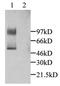 C-X3-C Motif Chemokine Ligand 1 antibody, GTX45088, GeneTex, Western Blot image 