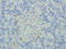 Connexin-32 antibody, orb388167, Biorbyt, Immunohistochemistry paraffin image 