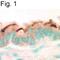 SLC9A3 Regulator 1 antibody, PA1-090, Invitrogen Antibodies, Immunohistochemistry paraffin image 