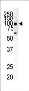 EPH Receptor A1 antibody, PA5-14573, Invitrogen Antibodies, Western Blot image 