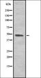 Caudal Type Homeobox 4 antibody, orb337163, Biorbyt, Western Blot image 