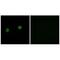 Acyl-CoA Thioesterase 4 antibody, A11674, Boster Biological Technology, Immunofluorescence image 