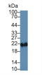 Ferritin Heavy Chain 1 antibody, LS-C293856, Lifespan Biosciences, Western Blot image 