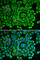 Rho GDP Dissociation Inhibitor Alpha antibody, A1214, ABclonal Technology, Immunofluorescence image 