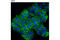 Solute Carrier Family 12 Member 2 antibody, 8351S, Cell Signaling Technology, Immunofluorescence image 
