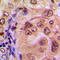 Nuclear Factor Kappa B Subunit 1 antibody, LS-C352577, Lifespan Biosciences, Immunohistochemistry frozen image 
